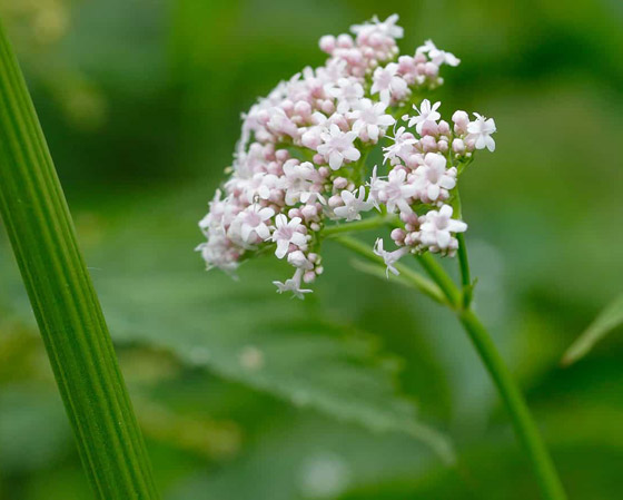 5 نباتات طبيعية تمنحك الاسترخاء وتغنيك عن المهدئات لمواجهة الإرهاق صورة رقم 4