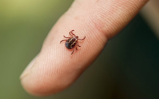 أعراض تشبه مرض كورونا.. والسبب لدغة حشرة القراد! صورة رقم 2 أعراض تشبه مرض كورونا.. والسبب لدغة حشرة القراد! صورة رقم 2