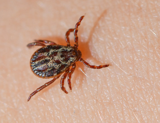 أعراض تشبه مرض كورونا.. والسبب لدغة حشرة القراد! صورة رقم 1 أعراض تشبه مرض كورونا.. والسبب لدغة حشرة القراد! صورة رقم 1