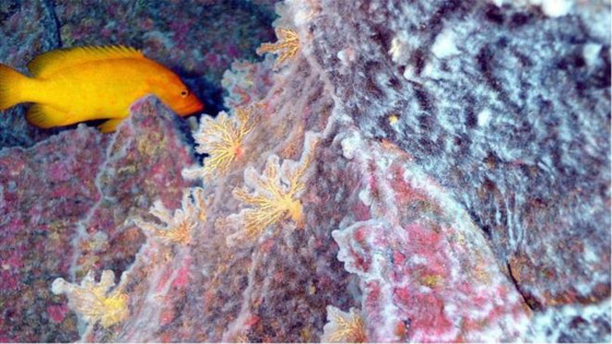  لو اختفت كل الفيروسات من عالمنا 