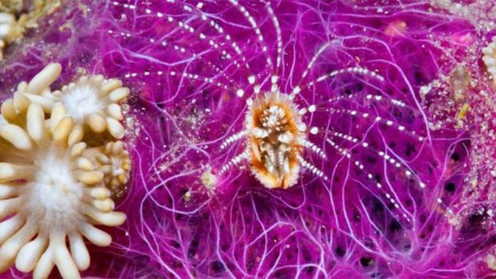  لو اختفت كل الفيروسات من عالمنا 