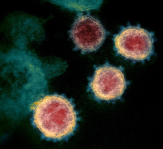 الصحة العالمية: نأمل انتهاء جائحة فيروس كورونا في أقل من عامين صورة رقم 11