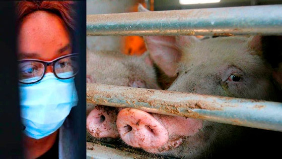 فيروس خنزيري يظهر بالصين ويدق ناقوس الخطر من وباء جديد! صورة رقم 4 فيروس خنزيري يظهر بالصين ويدق ناقوس الخطر من وباء جديد! صورة رقم 4