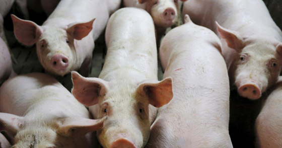 فيروس خنزيري يظهر بالصين ويدق ناقوس الخطر من وباء جديد! صورة رقم 7 فيروس خنزيري يظهر بالصين ويدق ناقوس الخطر من وباء جديد! صورة رقم 7