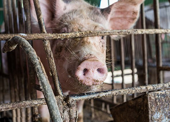 فيروس خنزيري يظهر بالصين ويدق ناقوس الخطر من وباء جديد! صورة رقم 9 فيروس خنزيري يظهر بالصين ويدق ناقوس الخطر من وباء جديد! صورة رقم 9