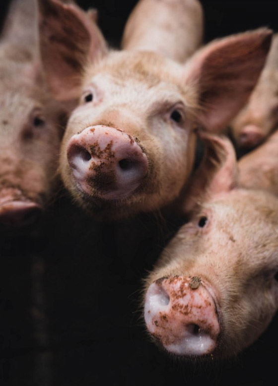 فيروس خنزيري يظهر بالصين ويدق ناقوس الخطر من وباء جديد! صورة رقم 12 فيروس خنزيري يظهر بالصين ويدق ناقوس الخطر من وباء جديد! صورة رقم 12