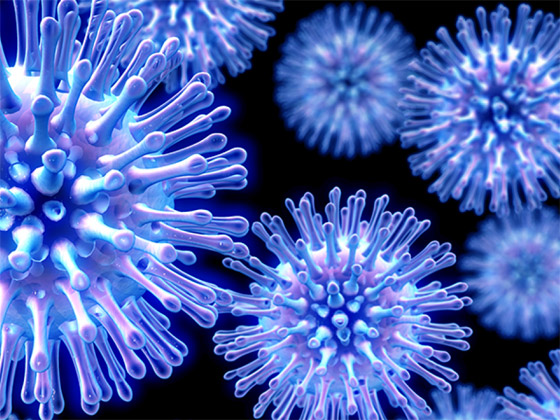 فيروس خنزيري يظهر بالصين ويدق ناقوس الخطر من وباء جديد! صورة رقم 17 فيروس خنزيري يظهر بالصين ويدق ناقوس الخطر من وباء جديد! صورة رقم 17