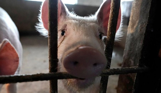 فيروس خنزيري يظهر بالصين ويدق ناقوس الخطر من وباء جديد! صورة رقم 19 فيروس خنزيري يظهر بالصين ويدق ناقوس الخطر من وباء جديد! صورة رقم 19