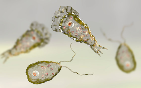 يصيب الدماغ ويدمره.. رصد أولى حالات لمرض خطير والأطباء بحالة رعب صورة رقم 5 يصيب الدماغ ويدمره.. رصد أولى حالات لمرض خطير والأطباء بحالة رعب صورة رقم 5