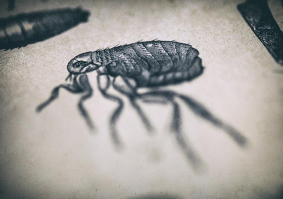 بعد كورونا وإنفلونزا الخنازير.. تحذير من تفشي الطاعون الأسود القادم! صورة رقم 13 بعد كورونا وإنفلونزا الخنازير.. تحذير من تفشي الطاعون الأسود القادم! صورة رقم 13