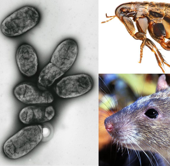 بعد كورونا وإنفلونزا الخنازير.. تحذير من تفشي الطاعون الأسود القادم! صورة رقم 15 بعد كورونا وإنفلونزا الخنازير.. تحذير من تفشي الطاعون الأسود القادم! صورة رقم 15