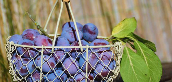 تعرّفوا على الفوائد القيّمة للخوخ الأسود صورة رقم 2