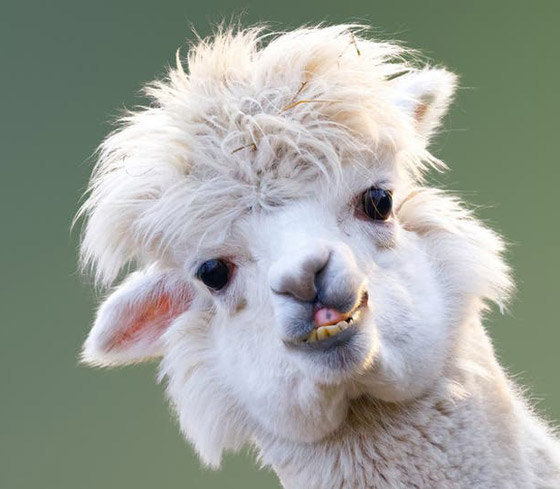 أمل يلوح من الإبل.. دم حيوان اللاما علاج محتمل لوباء كورونا صورة رقم 13