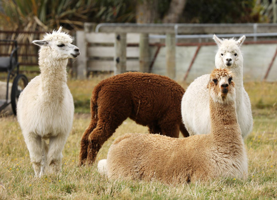 أمل يلوح من الإبل.. دم حيوان اللاما علاج محتمل لوباء كورونا صورة رقم 7