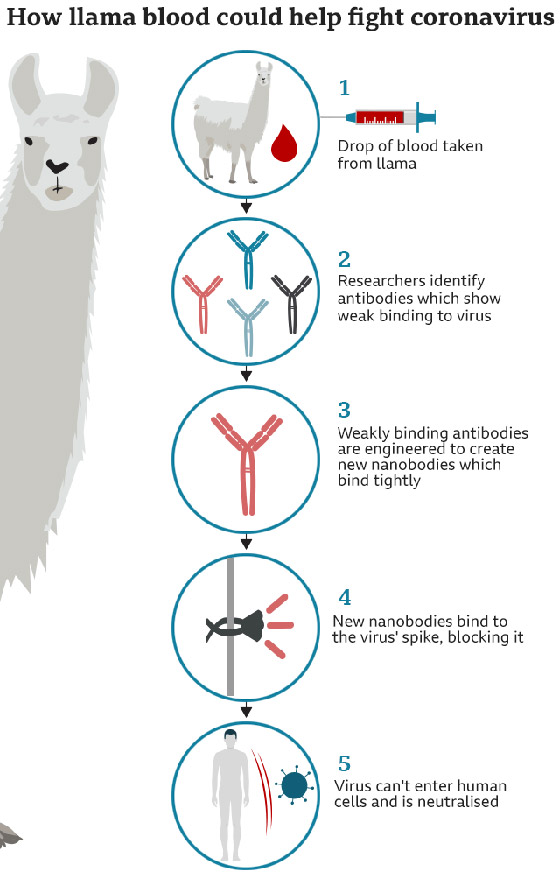 أمل يلوح من الإبل.. دم حيوان اللاما علاج محتمل لوباء كورونا صورة رقم 1