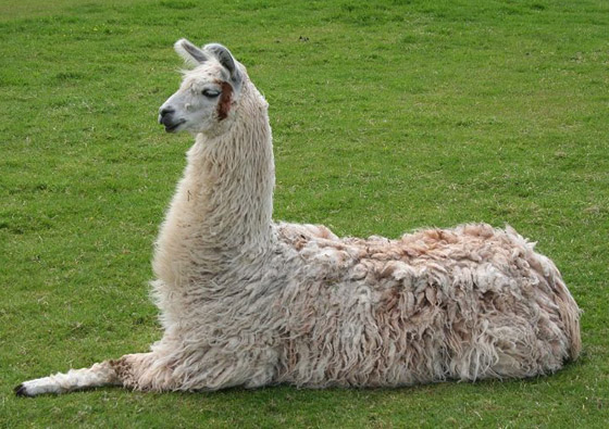 أمل يلوح من الإبل.. دم حيوان اللاما علاج محتمل لوباء كورونا صورة رقم 8