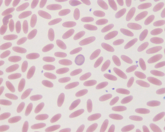 أمل يلوح من الإبل.. دم حيوان اللاما علاج محتمل لوباء كورونا صورة رقم 5