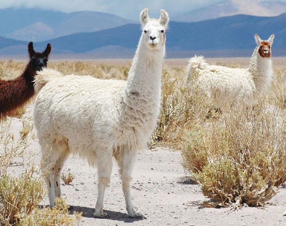 أمل يلوح من الإبل.. دم حيوان اللاما علاج محتمل لوباء كورونا صورة رقم 4