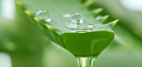 مكعبات الصبّار المثلجة لتمليس التجاعيد في ثوانٍ صورة رقم 4