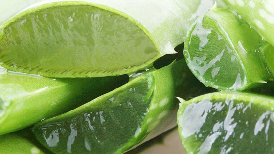 مكعبات الصبّار المثلجة لتمليس التجاعيد في ثوانٍ صورة رقم 3