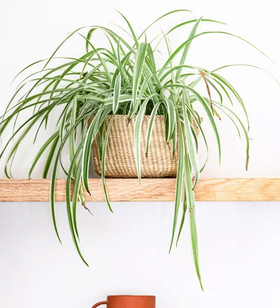 صور: إليكم 8 نباتات منزلية للصيف تلطف وترطب الهواء في الأيام الحارة صورة رقم 1 صور: إليكم 8 نباتات منزلية للصيف تلطف وترطب الهواء في الأيام الحارة صورة رقم 1