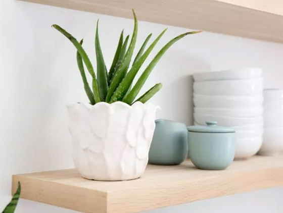 صور: إليكم 8 نباتات منزلية للصيف تلطف وترطب الهواء في الأيام الحارة صورة رقم 2 صور: إليكم 8 نباتات منزلية للصيف تلطف وترطب الهواء في الأيام الحارة صورة رقم 2