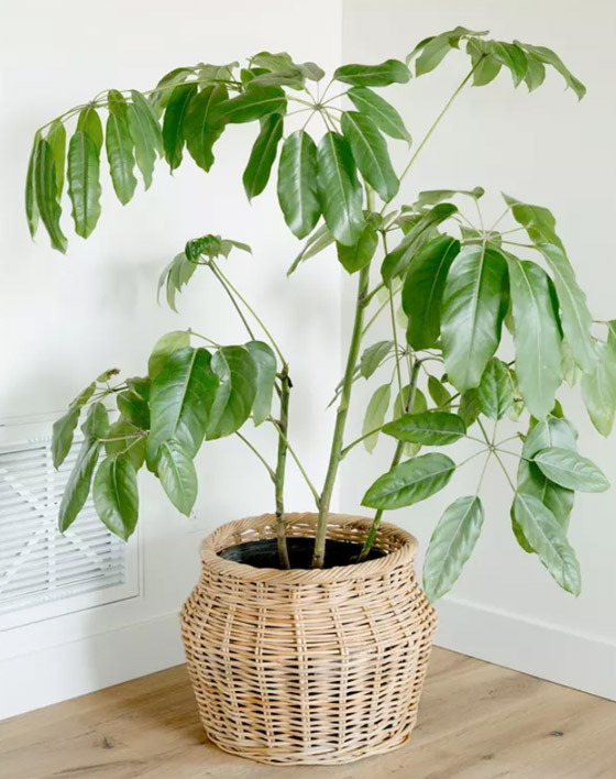 صور: إليكم 8 نباتات منزلية للصيف تلطف وترطب الهواء في الأيام الحارة صورة رقم 3 صور: إليكم 8 نباتات منزلية للصيف تلطف وترطب الهواء في الأيام الحارة صورة رقم 3