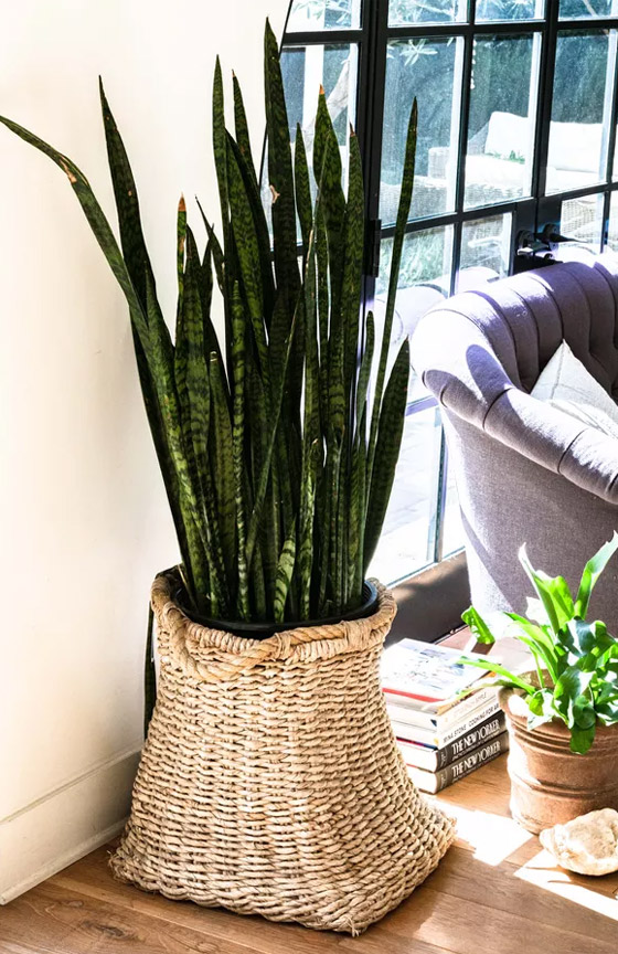 صور: إليكم 8 نباتات منزلية للصيف تلطف وترطب الهواء في الأيام الحارة صورة رقم 4 صور: إليكم 8 نباتات منزلية للصيف تلطف وترطب الهواء في الأيام الحارة صورة رقم 4