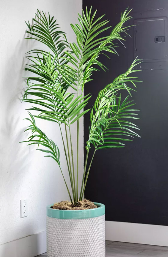 صور: إليكم 8 نباتات منزلية للصيف تلطف وترطب الهواء في الأيام الحارة صورة رقم 5 صور: إليكم 8 نباتات منزلية للصيف تلطف وترطب الهواء في الأيام الحارة صورة رقم 5