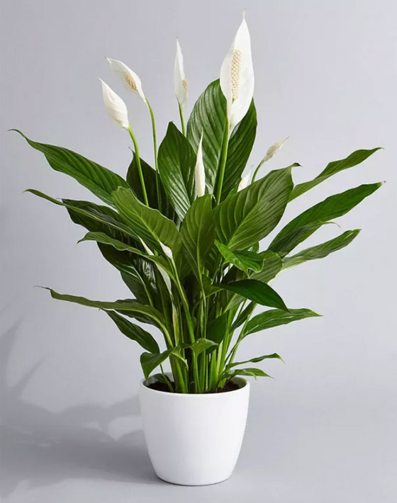 صور: إليكم 8 نباتات منزلية للصيف تلطف وترطب الهواء في الأيام الحارة صورة رقم 6 صور: إليكم 8 نباتات منزلية للصيف تلطف وترطب الهواء في الأيام الحارة صورة رقم 6