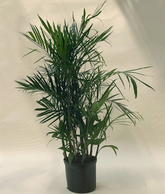 صور: إليكم 8 نباتات منزلية للصيف تلطف وترطب الهواء في الأيام الحارة صورة رقم 7 صور: إليكم 8 نباتات منزلية للصيف تلطف وترطب الهواء في الأيام الحارة صورة رقم 7