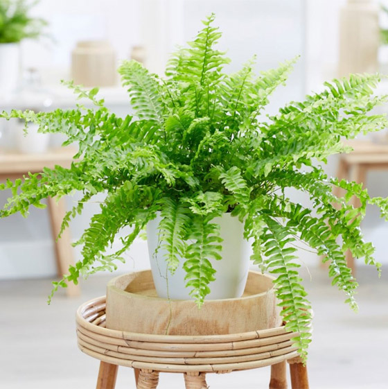 صور: إليكم 8 نباتات منزلية للصيف تلطف وترطب الهواء في الأيام الحارة صورة رقم 8 صور: إليكم 8 نباتات منزلية للصيف تلطف وترطب الهواء في الأيام الحارة صورة رقم 8