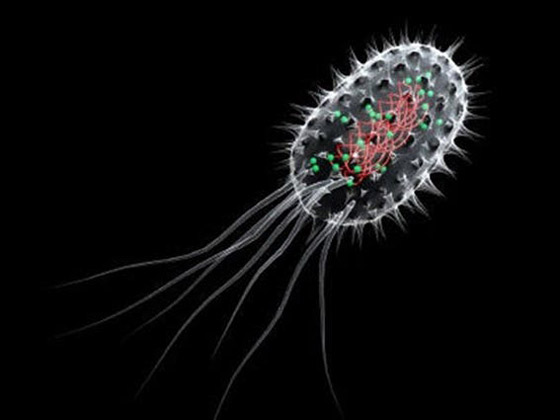 إياك وغسل اللحوم والدواجن قبل طهيها! صورة رقم 4