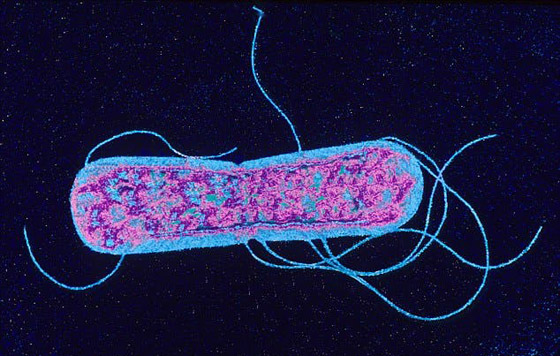 إياك وغسل اللحوم والدواجن قبل طهيها! صورة رقم 3