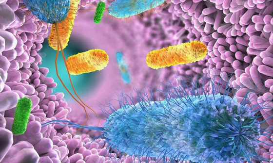 كيف نحافظ على البكتيريا النافعة عند تعقيم الأيدي بالمطهرات؟ صورة رقم 5