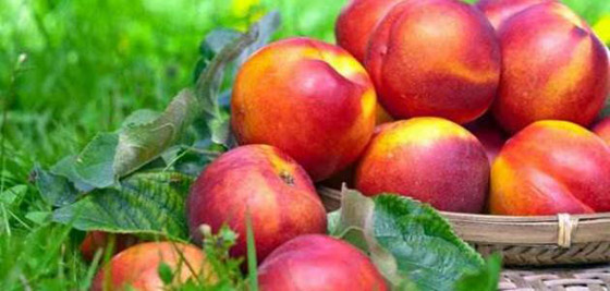 فوائد الدراق الصحية والجمالية صورة رقم 3