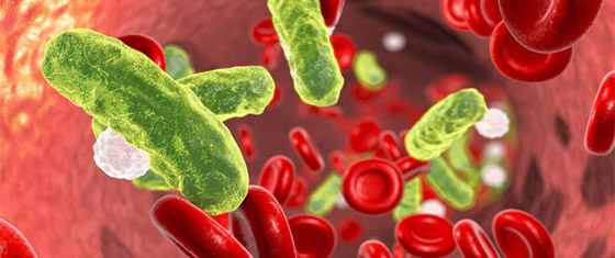 حقائق هامة عن بكتيريا الدم والأشخاص الأكثر عرضه بالإصابه به صورة رقم 1