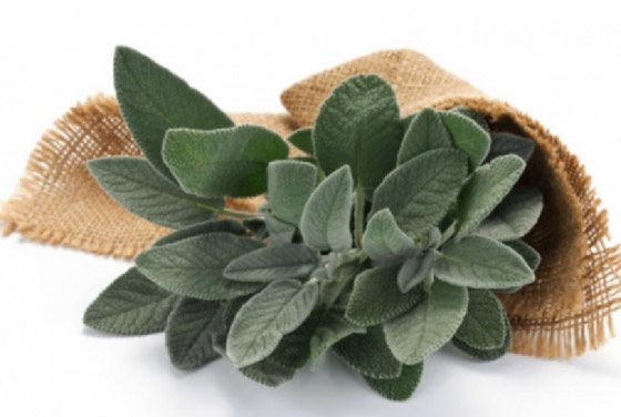 فوائد الميرمية للإمساك  صورة رقم 3