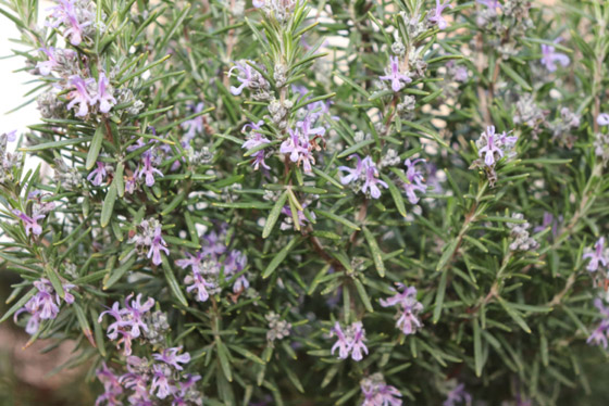 للبشرة والشعر والتنحيف.. إكليل الجبل عشبة سحرية بفوائد مذهلة! صورة رقم 1