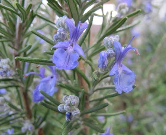 للبشرة والشعر والتنحيف.. إكليل الجبل عشبة سحرية بفوائد مذهلة! صورة رقم 3