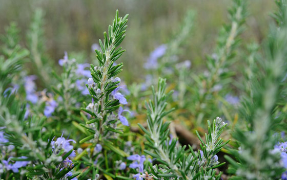 للبشرة والشعر والتنحيف.. إكليل الجبل عشبة سحرية بفوائد مذهلة! صورة رقم 9