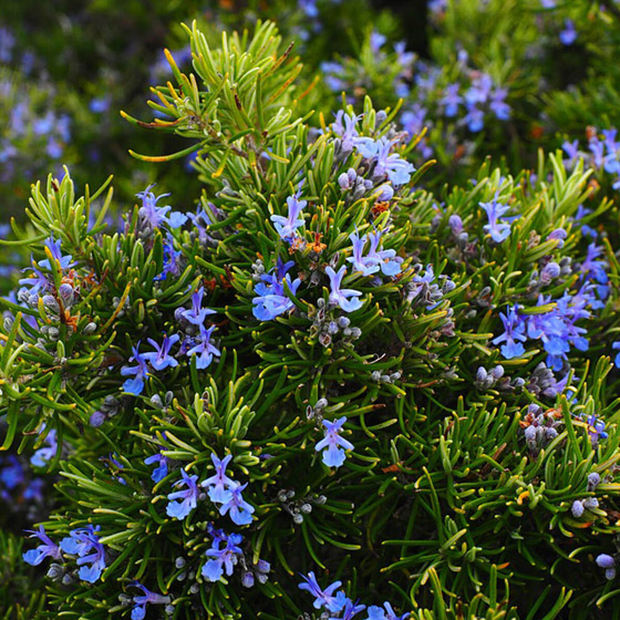 للبشرة والشعر والتنحيف.. إكليل الجبل عشبة سحرية بفوائد مذهلة! صورة رقم 12