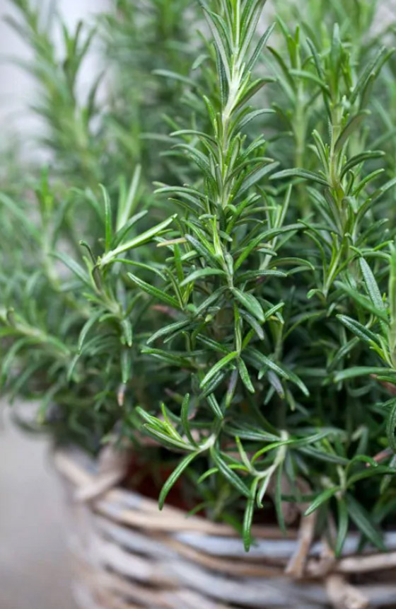 للبشرة والشعر والتنحيف.. إكليل الجبل عشبة سحرية بفوائد مذهلة! صورة رقم 14