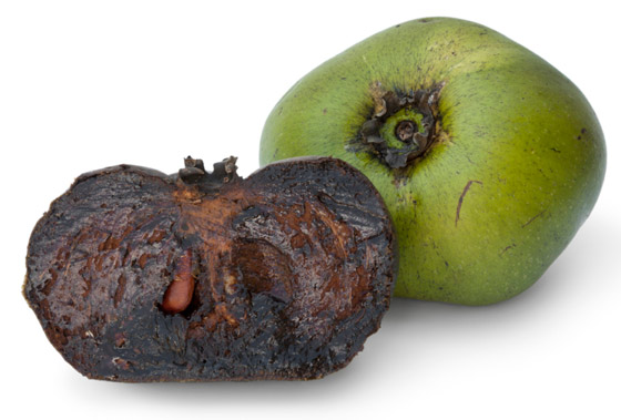 فاكهة الشوكولاتة الربانية: قليلة السعرات غنية بالألياف والفيتامينات صورة رقم 4