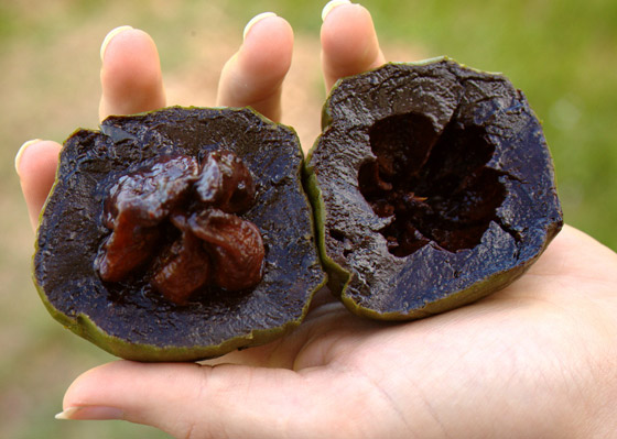 فاكهة الشوكولاتة الربانية: قليلة السعرات غنية بالألياف والفيتامينات صورة رقم 10