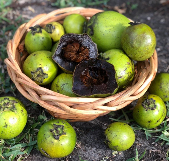 فاكهة الشوكولاتة الربانية: قليلة السعرات غنية بالألياف والفيتامينات صورة رقم 15