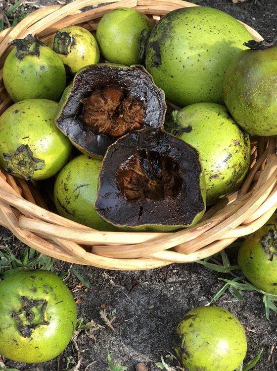 فاكهة الشوكولاتة الربانية: قليلة السعرات غنية بالألياف والفيتامينات صورة رقم 3