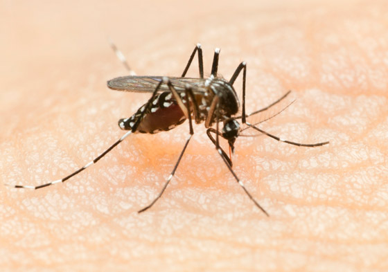 5 طرق طبيعية وحيل لمنع البعوض من الاقتراب منك! صورة رقم 4