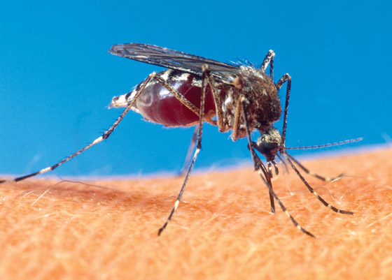 5 طرق طبيعية وحيل لمنع البعوض من الاقتراب منك! صورة رقم 6