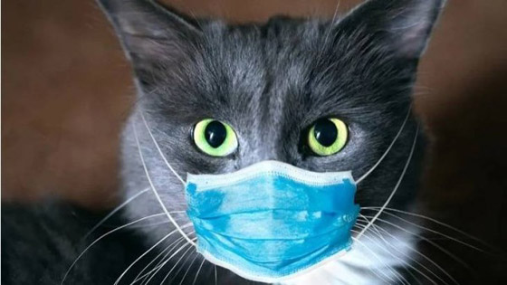 هل ينتقل كورونا من الإنسان للحيوان؟.. دراسة تحسم الجدل صورة رقم 6